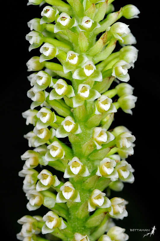 Image of White Featherduster Orchid