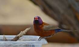 Image of Violet-eared Waxbill