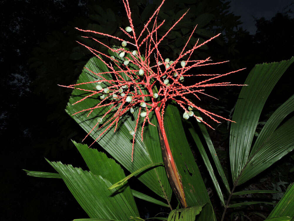 Reinhardtia latisecta (H. Wendl.) Burret的圖片