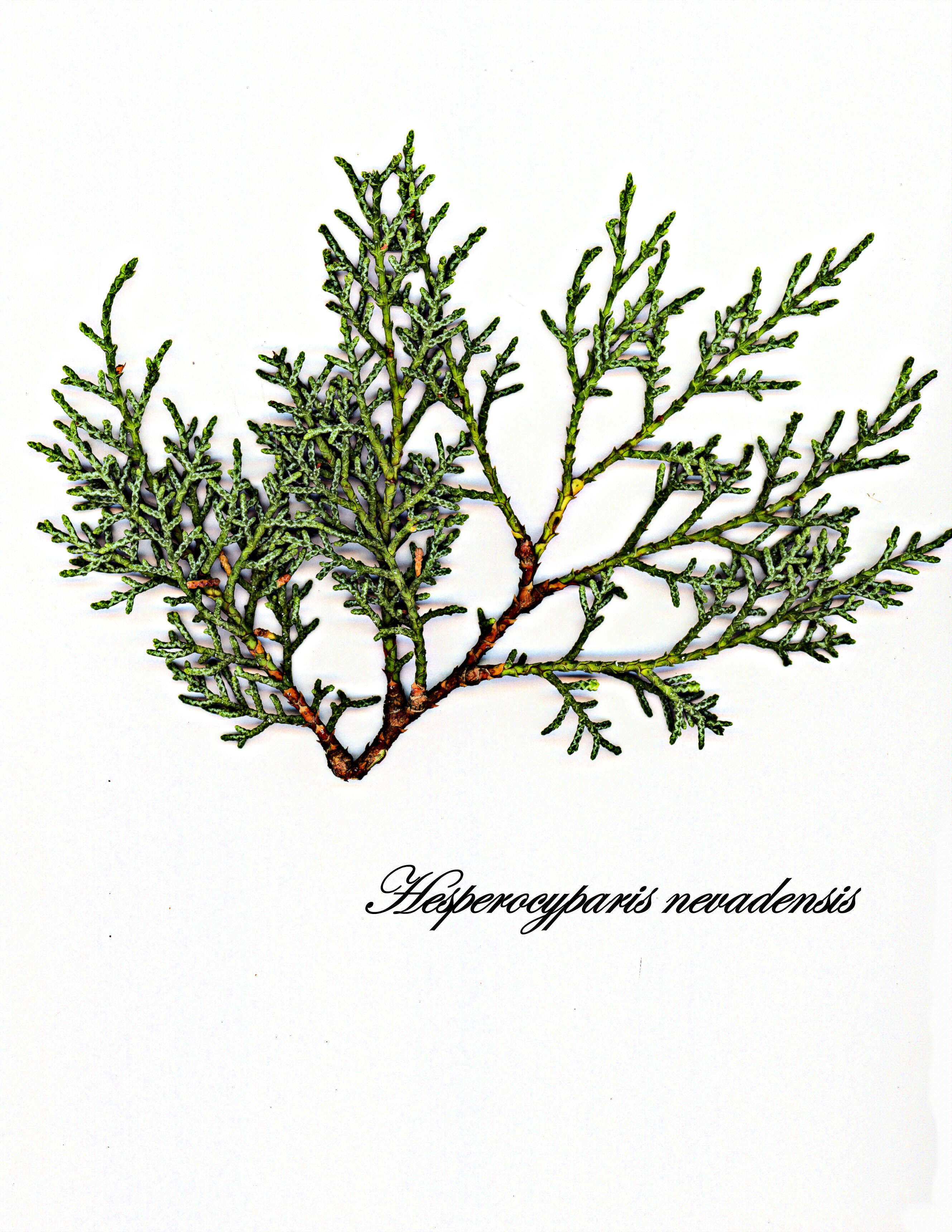 Image of Arizona Cypress