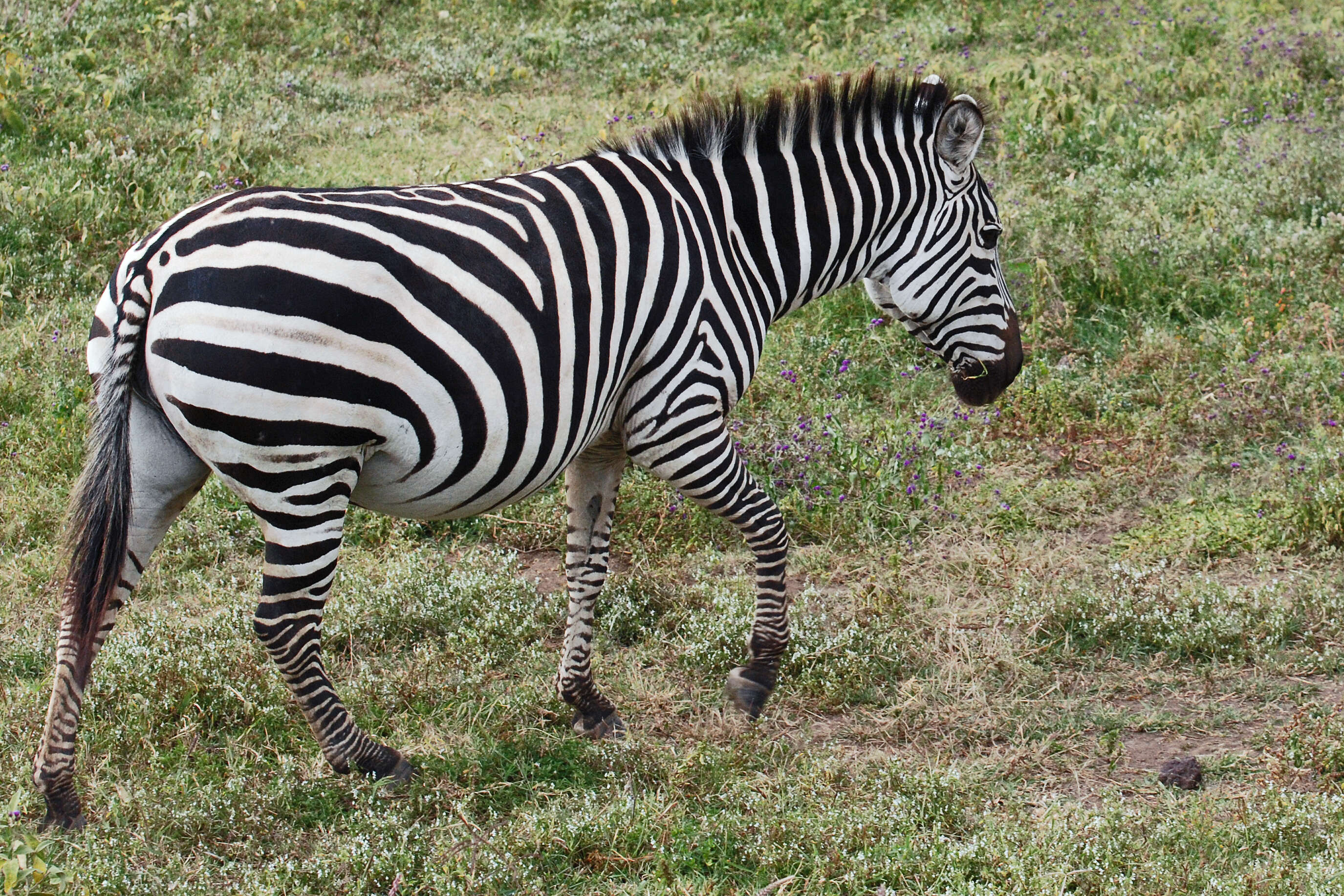 Image of zebra