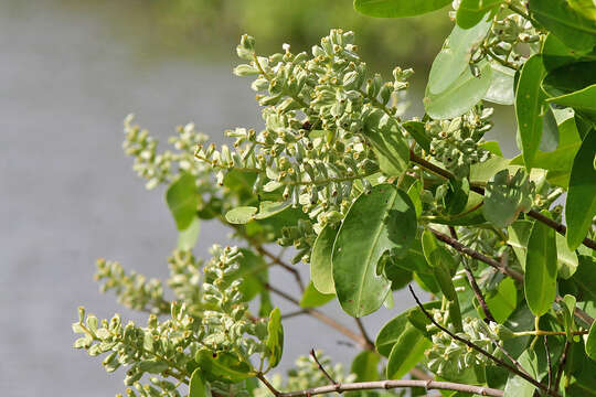 Image of White Mangroves