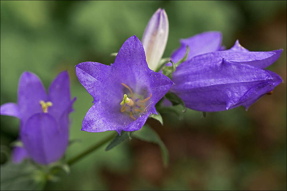 Image of Bellflowers