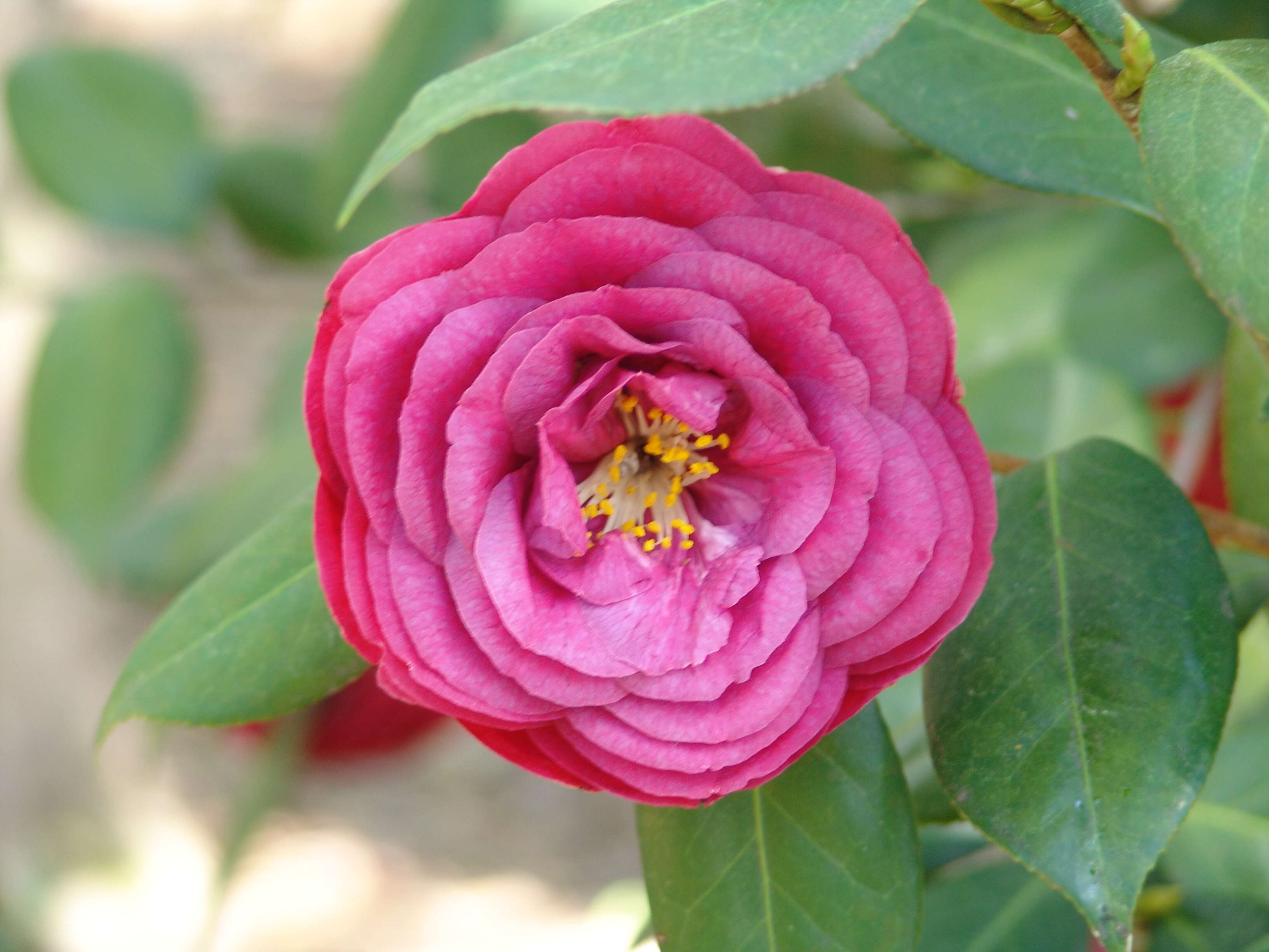 Image of camellia