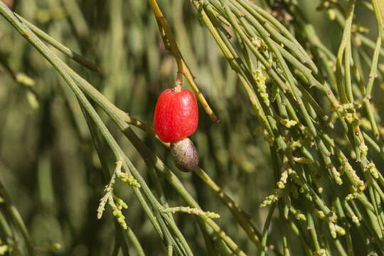 Image of Exocarpos cupressiformis Labill.