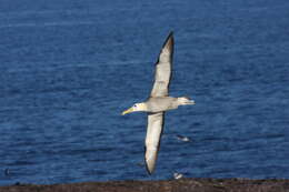 Image of North Pacific albatross