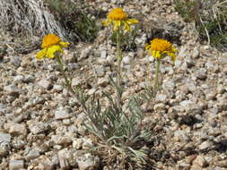 Image of rubberweed