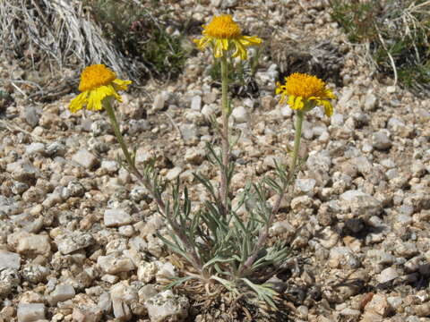 Image of Cooper's rubberweed