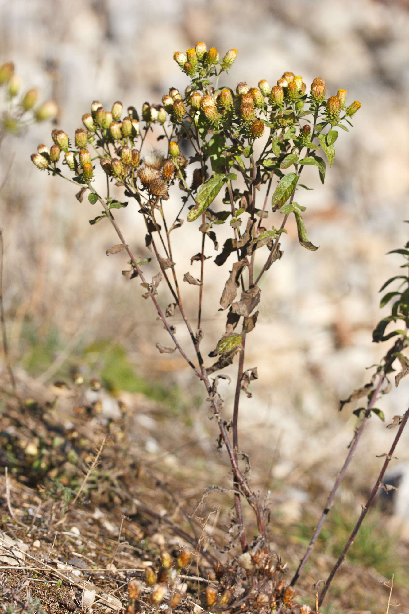 Image of <i>Inula conyza</i> (Griess.) DC.