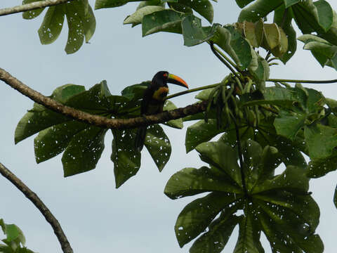 Image of Fiery-billed Aracari