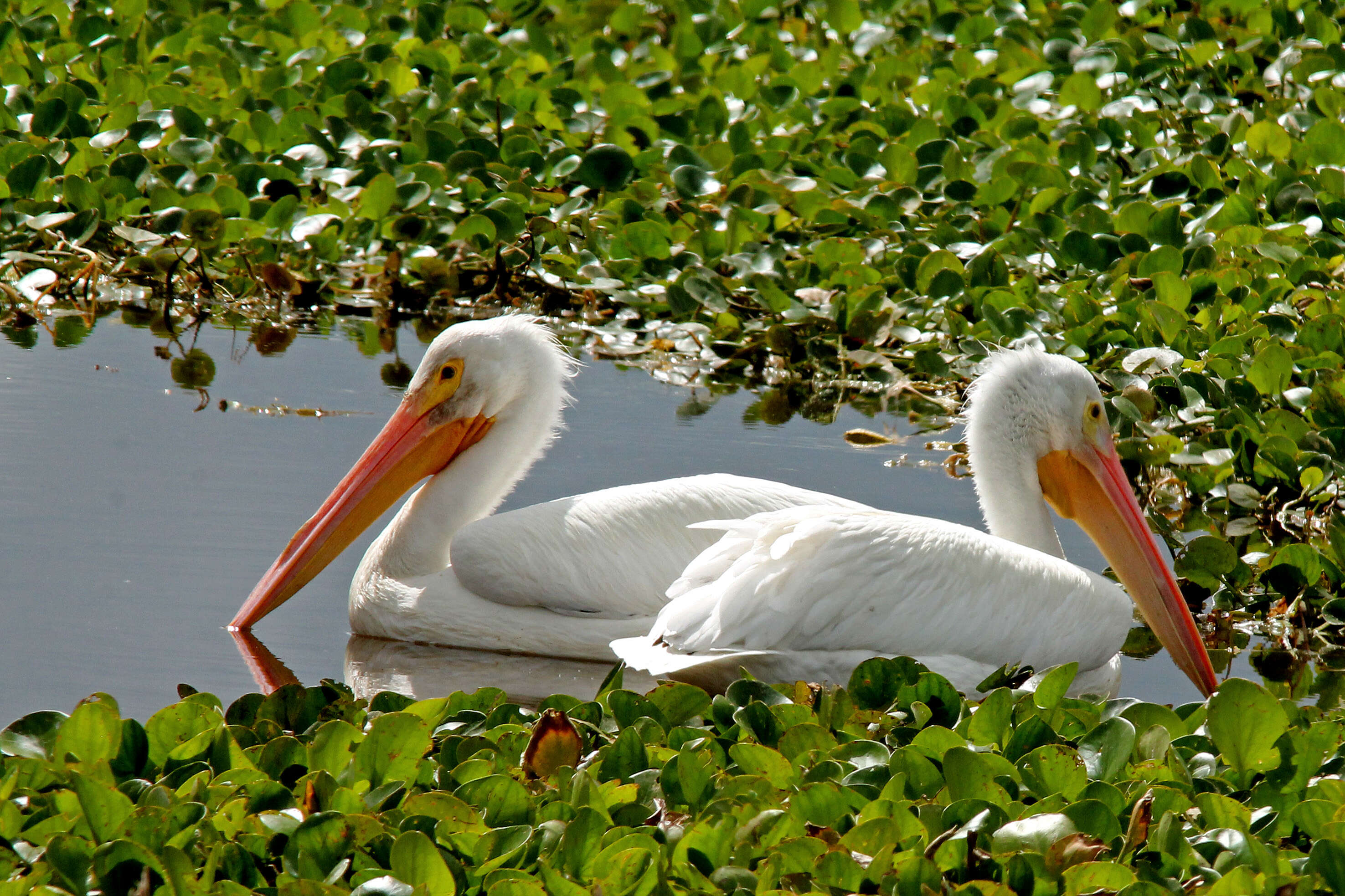 Image of pelicans