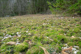 Image of ceratodon moss