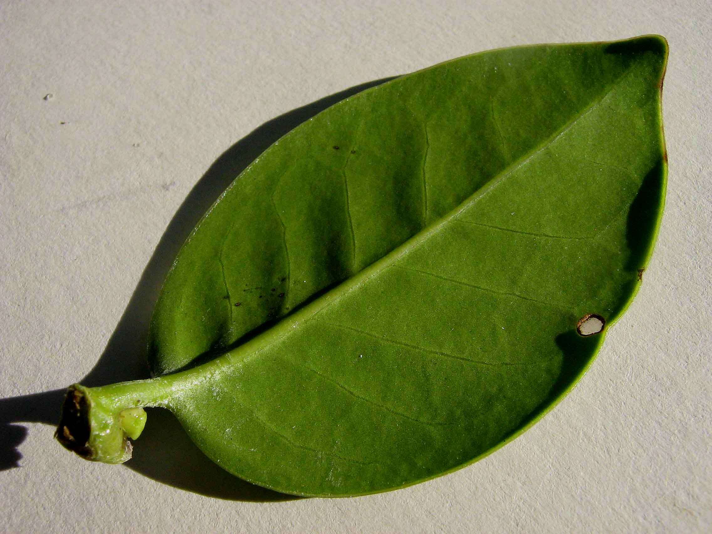 Image of Salzmannia