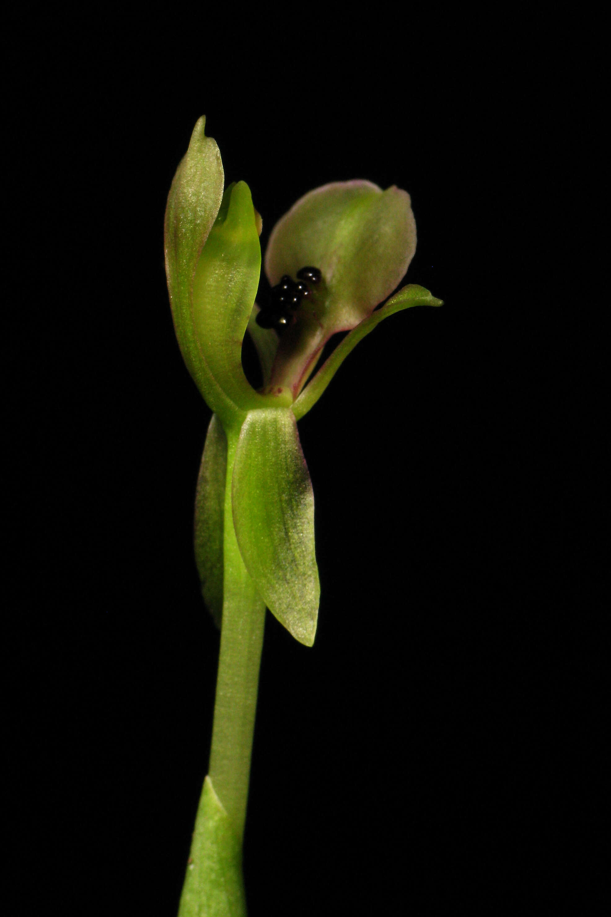 Image of Chiloglottis