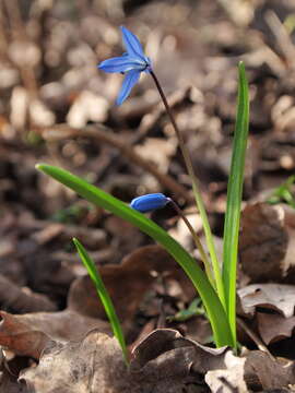 Image of Squill