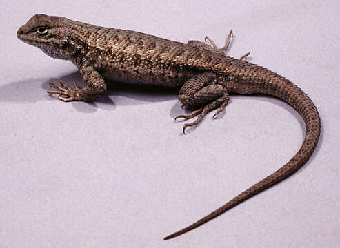 Image of Common Sagebrush Lizard