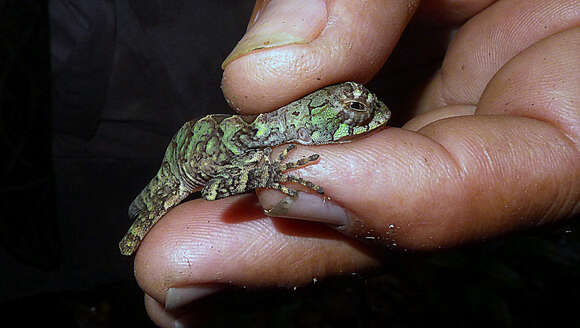 Image of Ihering's Fathead Anole