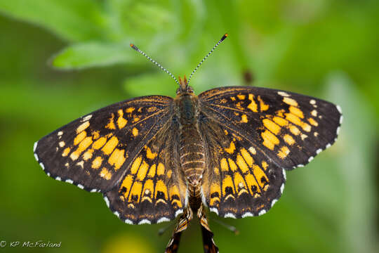 Image of Patches, Checkerspots