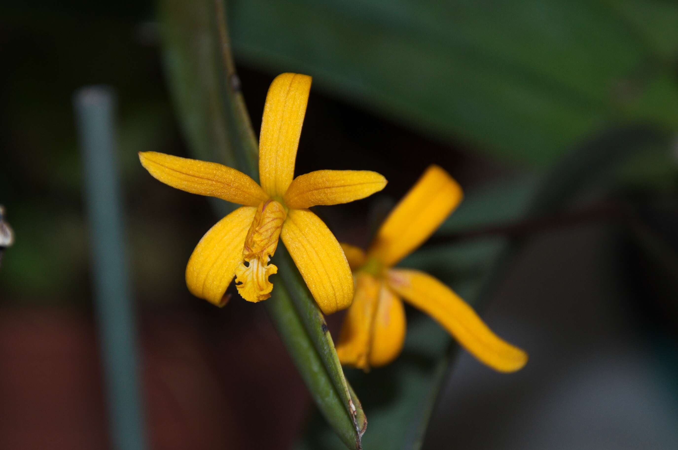 Image of Cattleya hoehnei Van den Berg