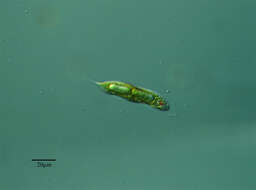 Image of Euglena