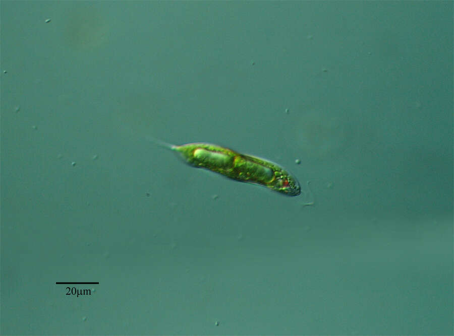 Image of Euglena