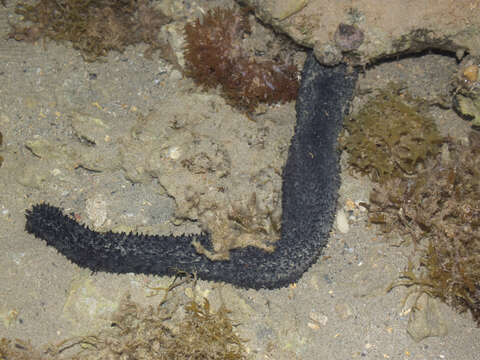 Image of cucumariid sea cucumbers