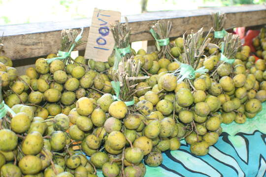 Image of guava