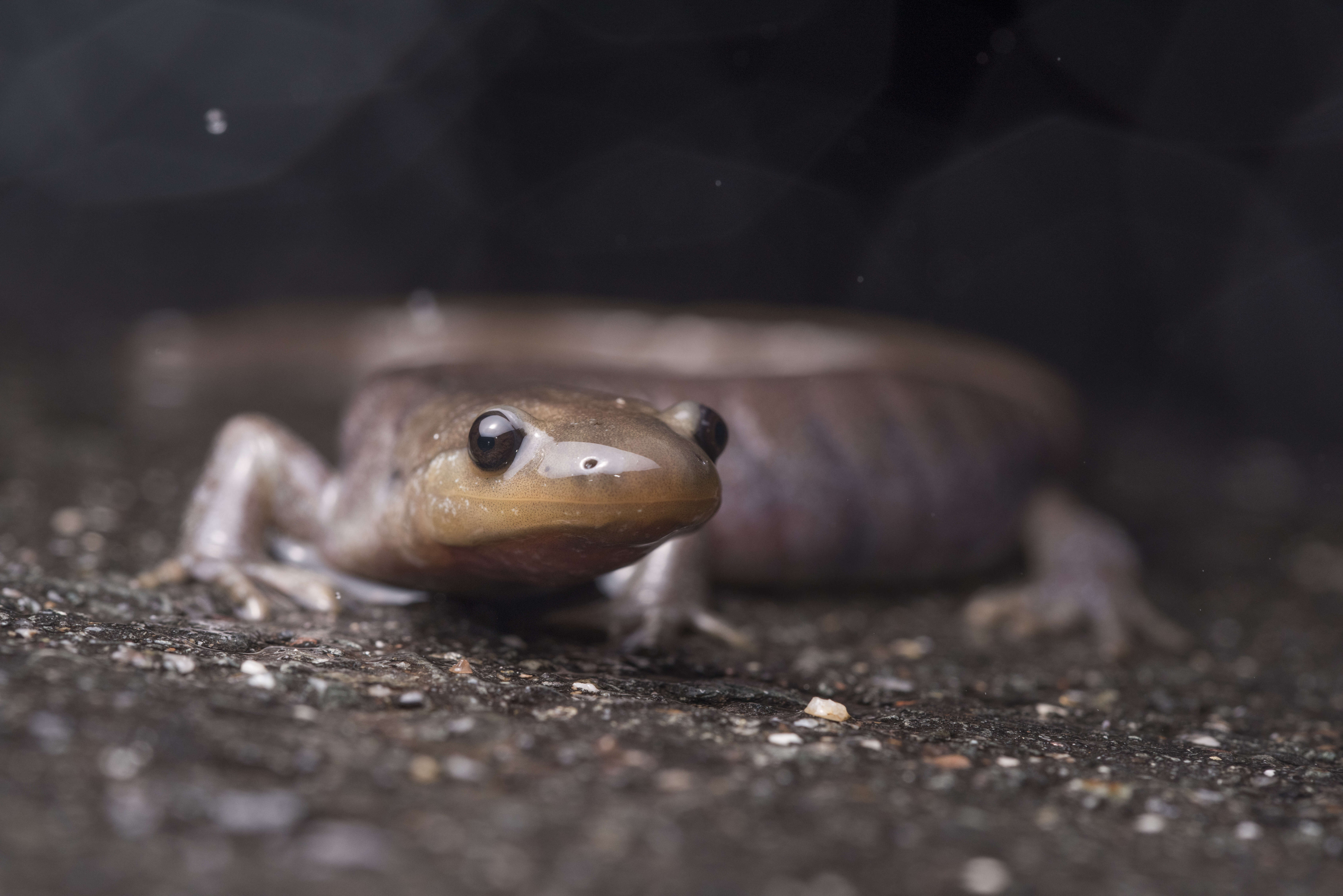 Image of mole salamanders