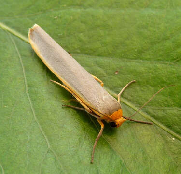 Image of scarce footman