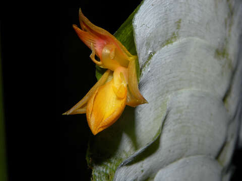 Image of Calathea platystachya Standl. & L. O. Williams