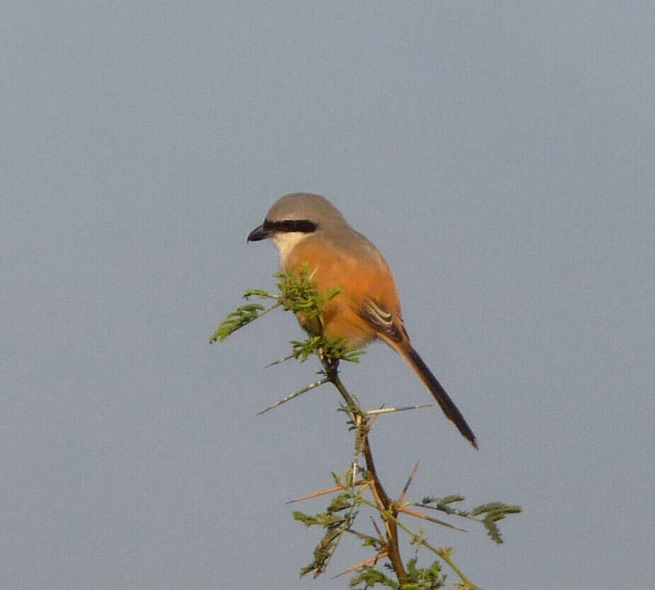 Image of Bay-backed Shrike