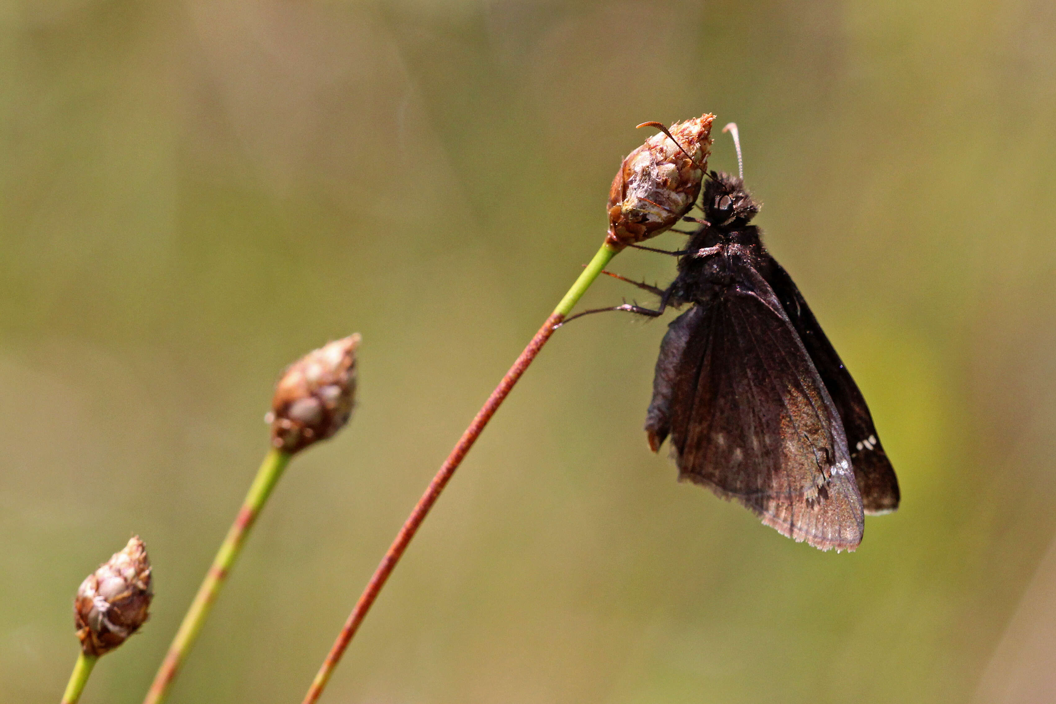 Image of Zarucco Duskywing