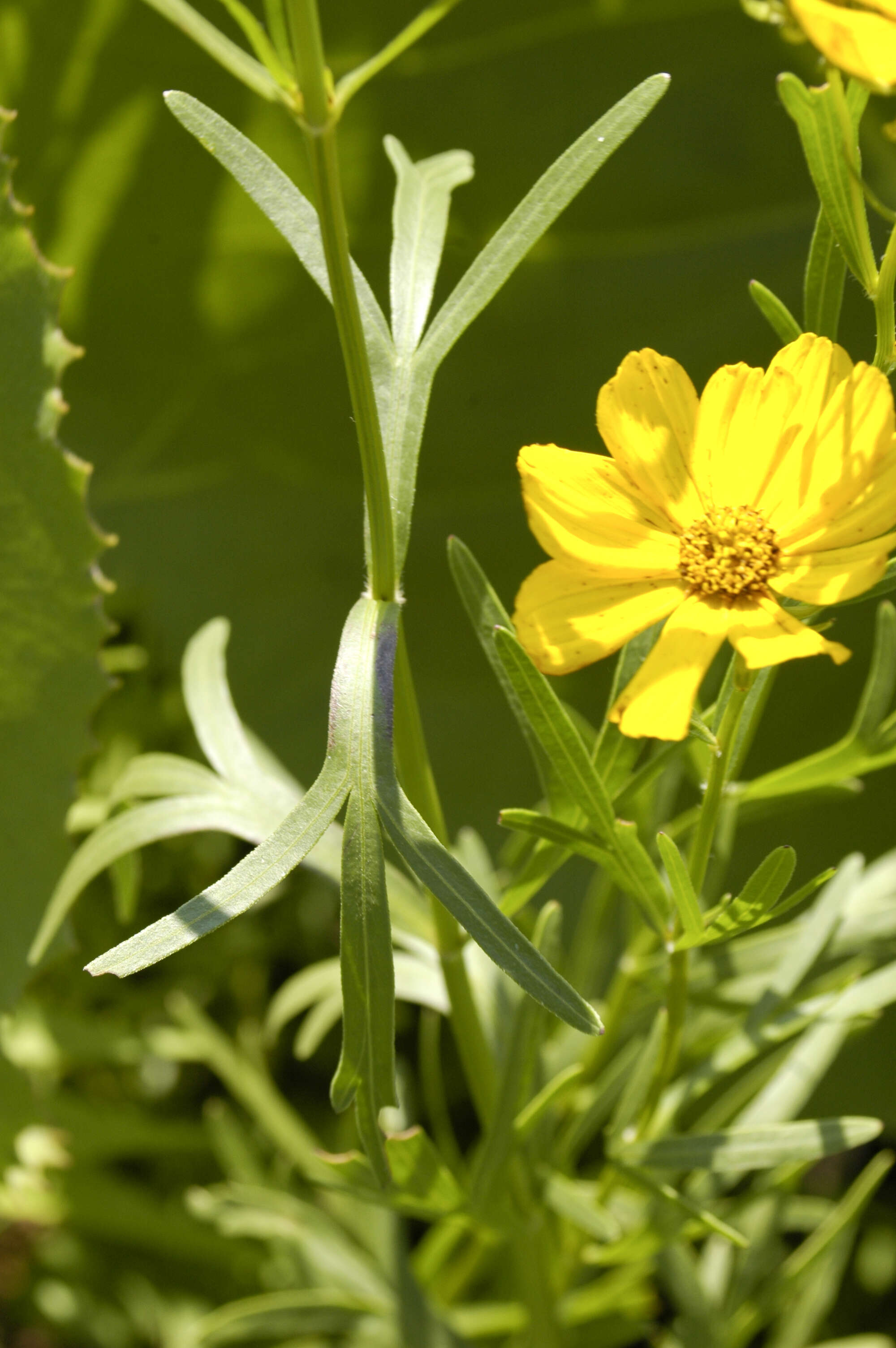 Coreopsis palmata Nutt.的圖片