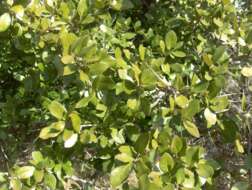 Image of Texas live oak