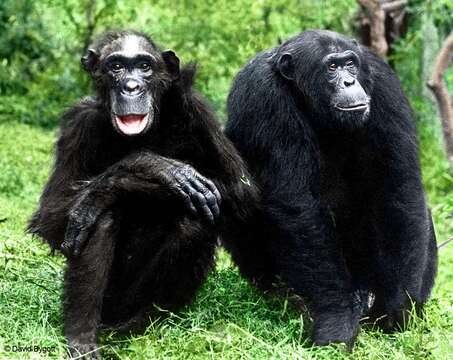 Image of Chimpanzees