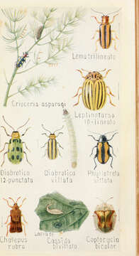 Image of Three-lined Potato Beetle