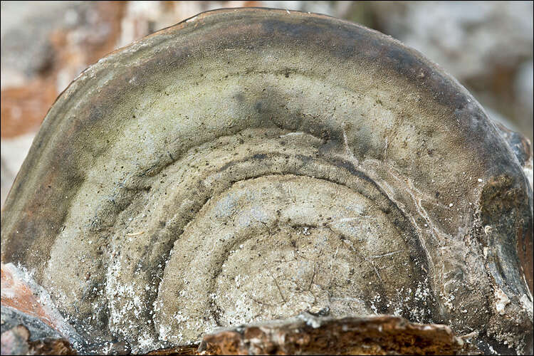 Image of Red-banded bracket