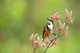 Image of Spinebill