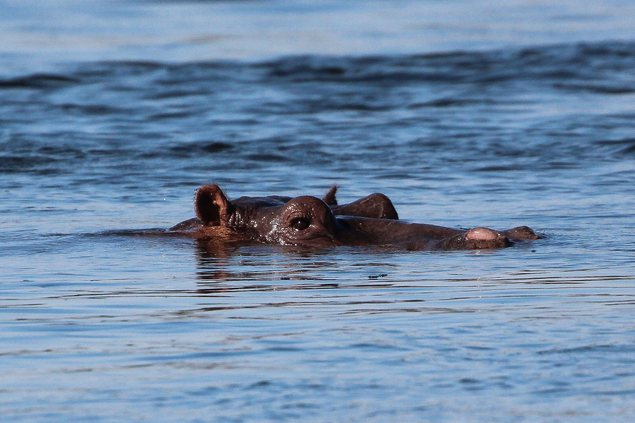 Image de Hippopotomus