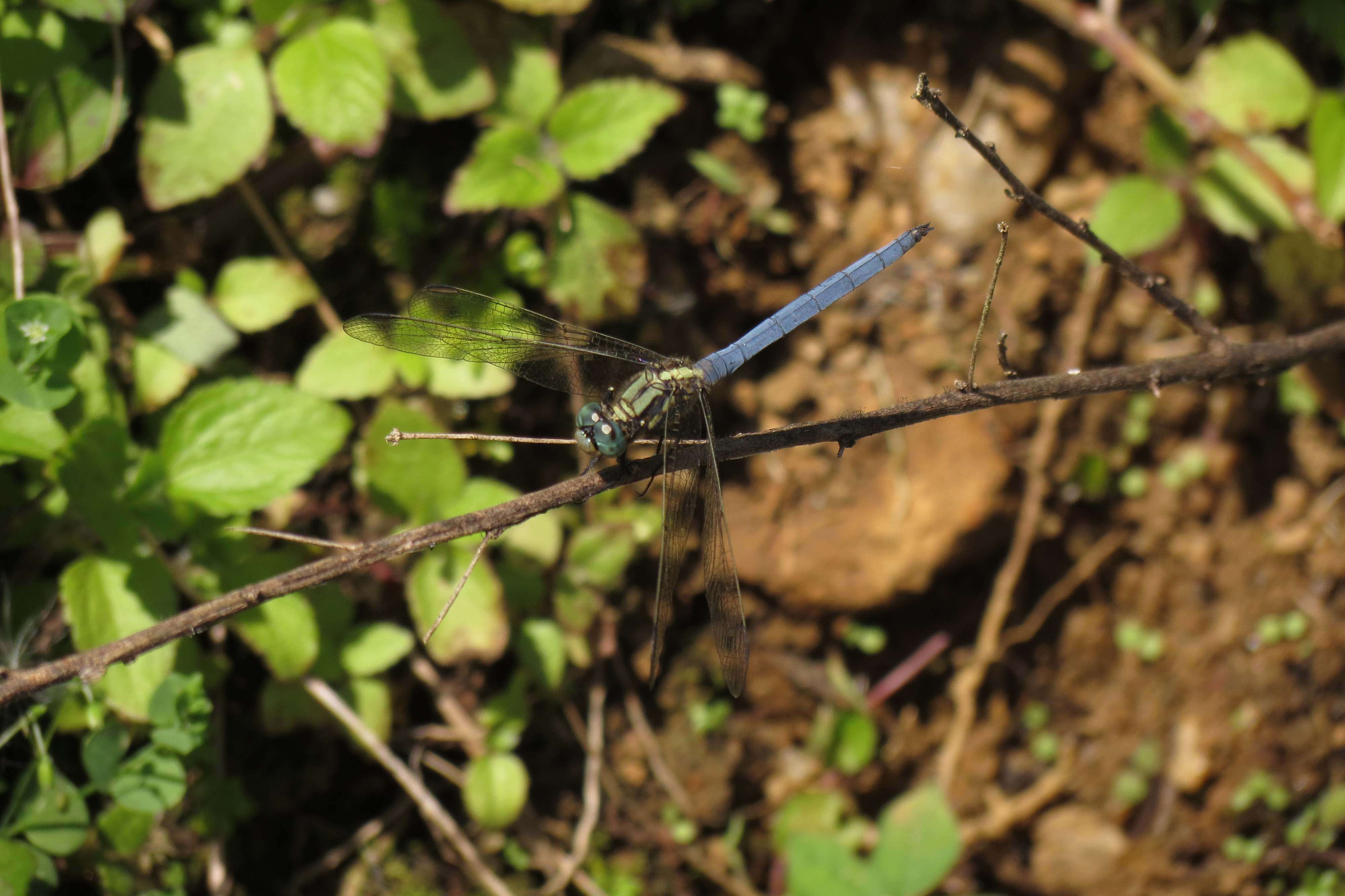 Image of Skimmers (Dragonflies)