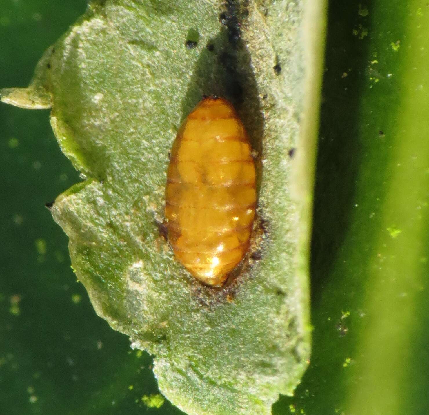 Image of European Holly Leafminer