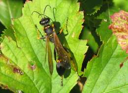 Image of mud daubers