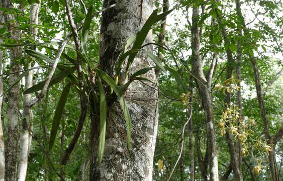 Image of butterfly orchid