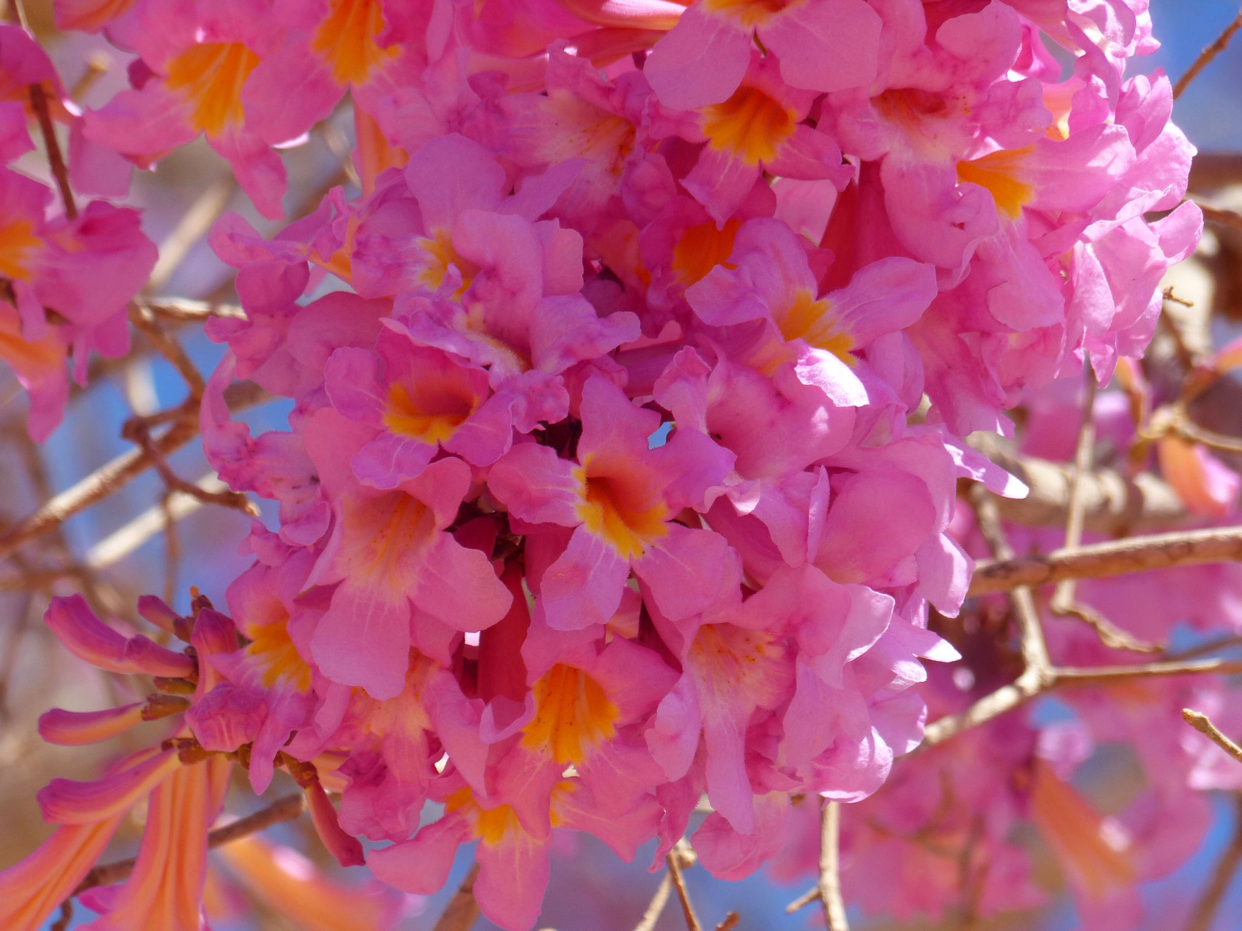 صورة Handroanthus heptaphyllus (Mart.) Mattos