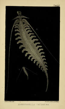 Image of Tomopteris (Johnstonella) catharina (Gosse 1853)