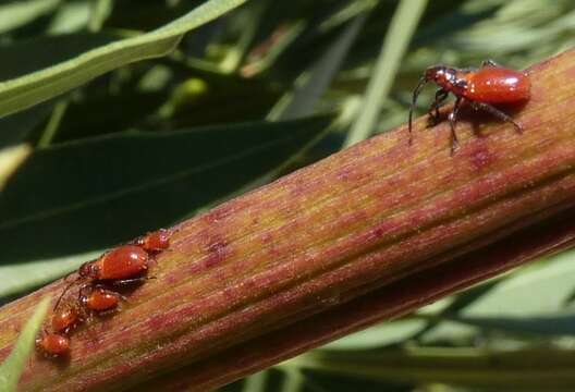 صورة Caenocoris nerii (Germar & E. F. 1847)