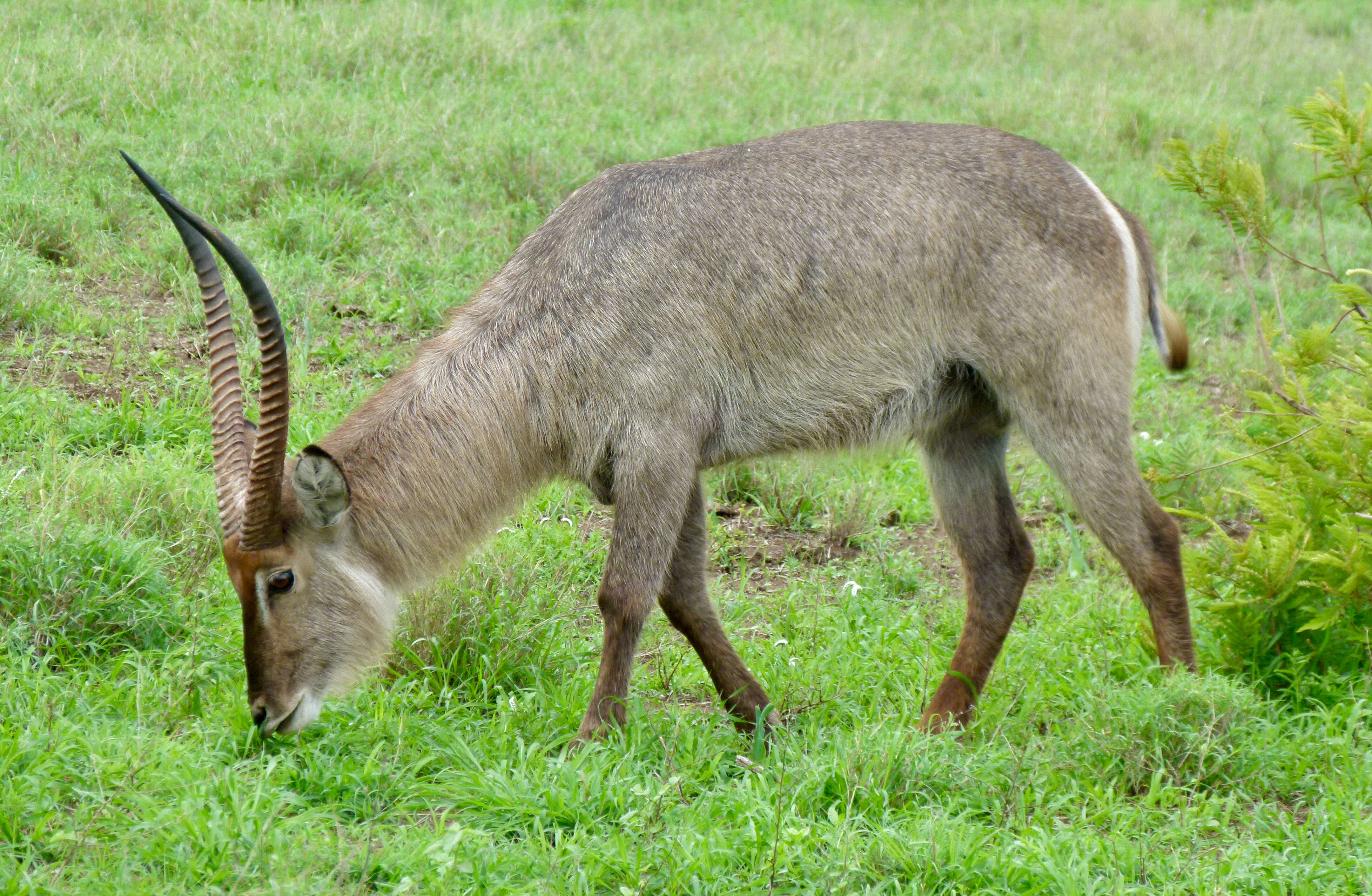 Image of Reduncinae