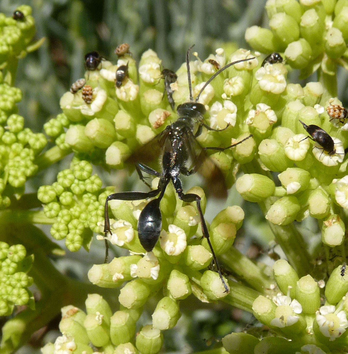 Image of Grass-carrying Wasps