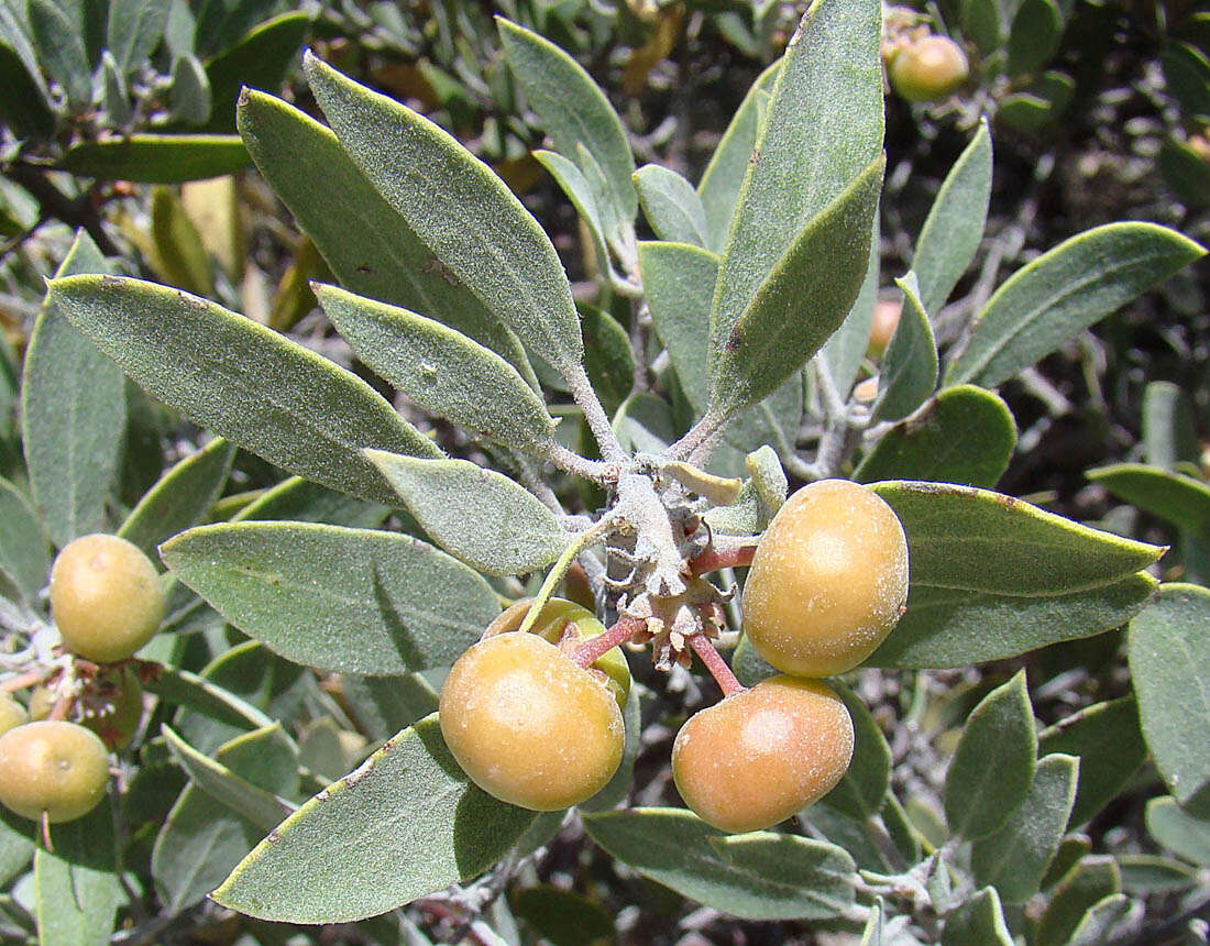 Image of pointleaf manzanita