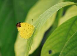 Image de Eurema blanda (Boisduval 1836)